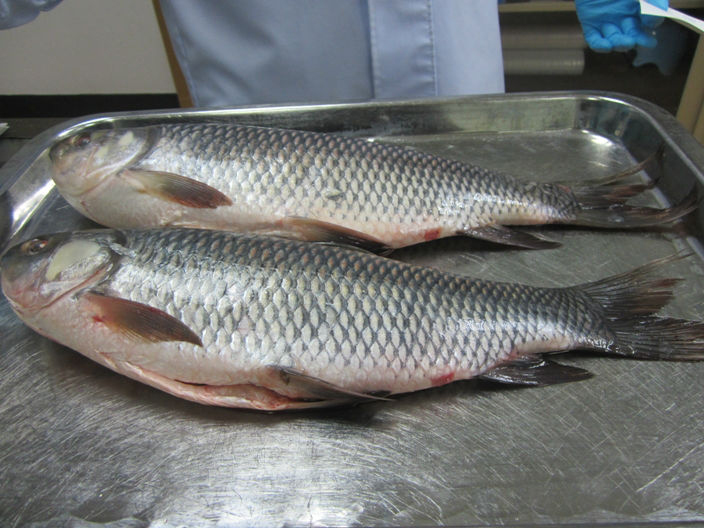 Basa