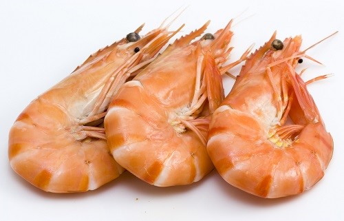 Shrimps